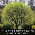 Black Willow Bonsai Tree Cutting to Grow - Dark Branches - Fast Growth, Good for Training - Easy-to-Root for Beginners & Experts, Indoor or Outdoor Planting - Gift for Plant Lovers