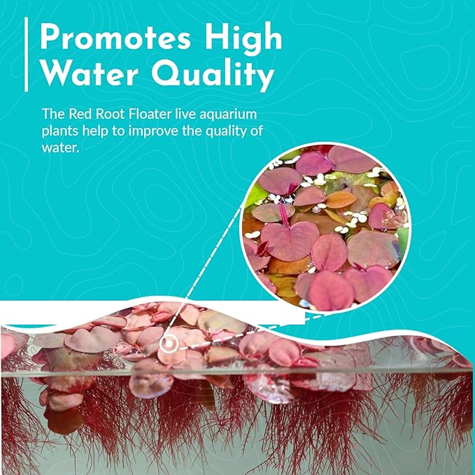 Red Root Floaters Live Plant Portion Cup 4 Ounce Aquarium Plants Live for Shrimp Tank Plants Nutrient Control Fast Growing Floating Cover
