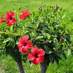 Red Hibiscus. rosa-sinensis. Live Plant - Tropical Blooming Hibiscus, Pretty Flowers, Used in Tea and Juice (2 red Hibiscus Cups)