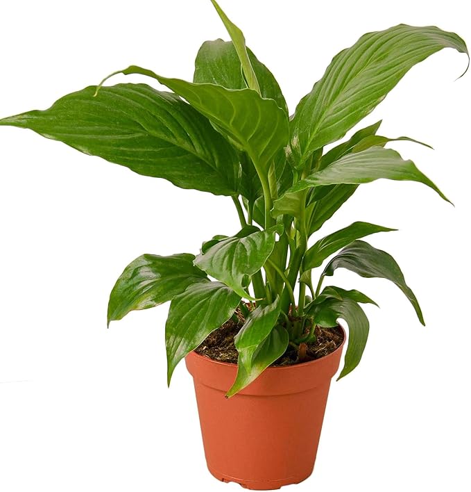 Spathiphyllum 'Peace Lily' Live Plant for Indoor | Different Houseplants in 4'' & 6'' Pot | Real House Plant for Living Room, Office, Desk & Bathroom | Peace Lily | Spathiphyllum