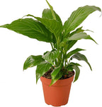 Spathiphyllum 'Peace Lily' Live Plant for Indoor | Different Houseplants in 4'' & 6'' Pot | Real House Plant for Living Room, Office, Desk & Bathroom | Peace Lily | Spathiphyllum