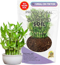 Professional Lucky Bamboo Soil Mix Large 2.2 Quarts Ready to Use, Premium Indoor Potting Soil for Lucky Bamboo Plants, Dracaena Sanderiana, Peat Moss Coco Coir Perlite Dolomite Blend Made in USA
