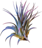 Rainforest Grown 3 Pack Ionantha Air Plants Assorted Sizes Cotton Candy Enhanced Coloring - Live Tillandsia - 1 to 3 inches Succulents 30 Day Guarantee