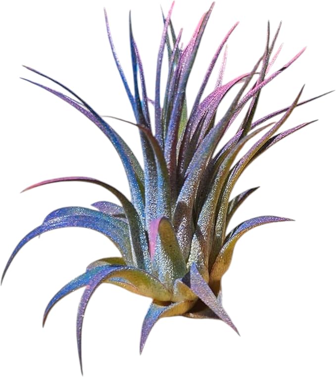 Rainforest Grown 3 Pack Ionantha Air Plants Assorted Sizes Cotton Candy Enhanced Coloring - Live Tillandsia - 1 to 3 inches Succulents 30 Day Guarantee