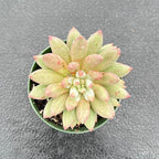 4" Live Succulent Plants Echeveria 'Goldfish', Easy Care Potted Succulents, Indoor Houseplant, Unique Gifts, Home Office Décor