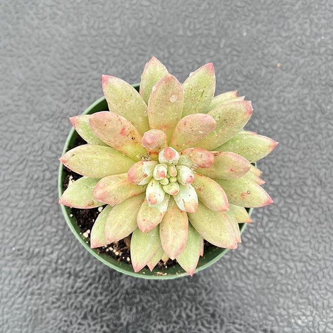 4" Live Succulent Plants Echeveria 'Goldfish', Easy Care Potted Succulents, Indoor Houseplant, Unique Gifts, Home Office Décor