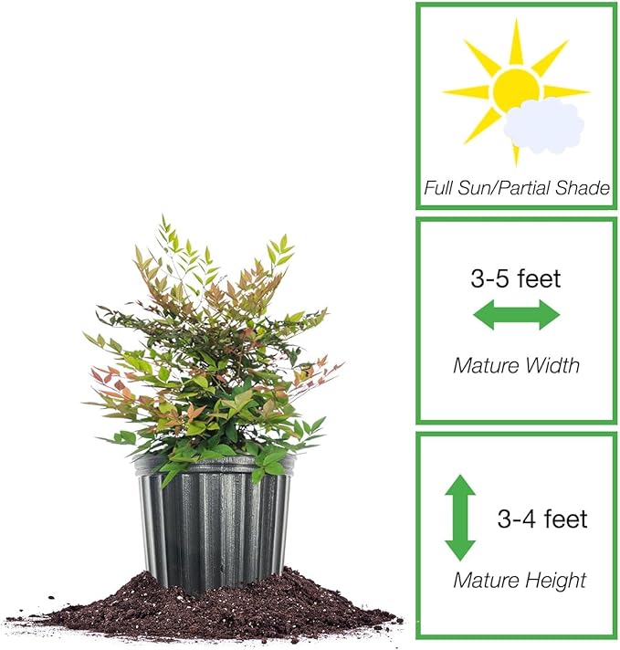 Perfect Plants Gulfstream Nandina 1 Gal. Pot | Heavenly Bamboo | Low Maintenance | Vibrant Color Changing Foliage