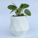 Chinese Money Plant Live (Pilea Peperomioides) in White Geometric Self-Watering Planter, Modern Indoor Houseplant, Minimalist Home & Office Desk Decor, Easy Care Gift, Air Purifying Plant