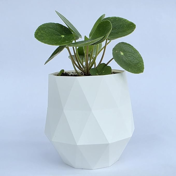 Chinese Money Plant Live (Pilea Peperomioides) in White Geometric Self-Watering Planter, Modern Indoor Houseplant, Minimalist Home & Office Desk Decor, Easy Care Gift, Air Purifying Plant