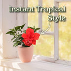 Double Red Hibiscus Bush, Overall Height 10" to 14", Live Tropical Hibiscus Plant (1 Gallon/6" Nursery Pot)