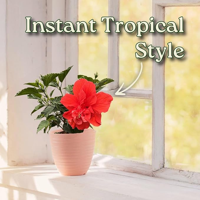 Double Red Hibiscus Bush, Overall Height 10" to 14", Live Tropical Hibiscus Plant (1 Gallon/6" Nursery Pot)