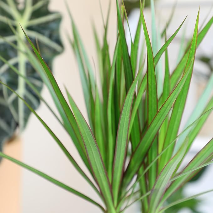 Live Dracaena Marginata, Easy House Plant Decor in 6" White Pot, Dragon Tree, Real Office Plants, Decorative Gifts by Plants for Pets