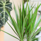 Live Dracaena Marginata, Easy House Plant Decor in 6" White Pot, Dragon Tree, Real Office Plants, Decorative Gifts by Plants for Pets
