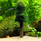 Aquarium Moss Holder for Growing Live Trees Shrimp Tanks Decoration Fish for Accessories
