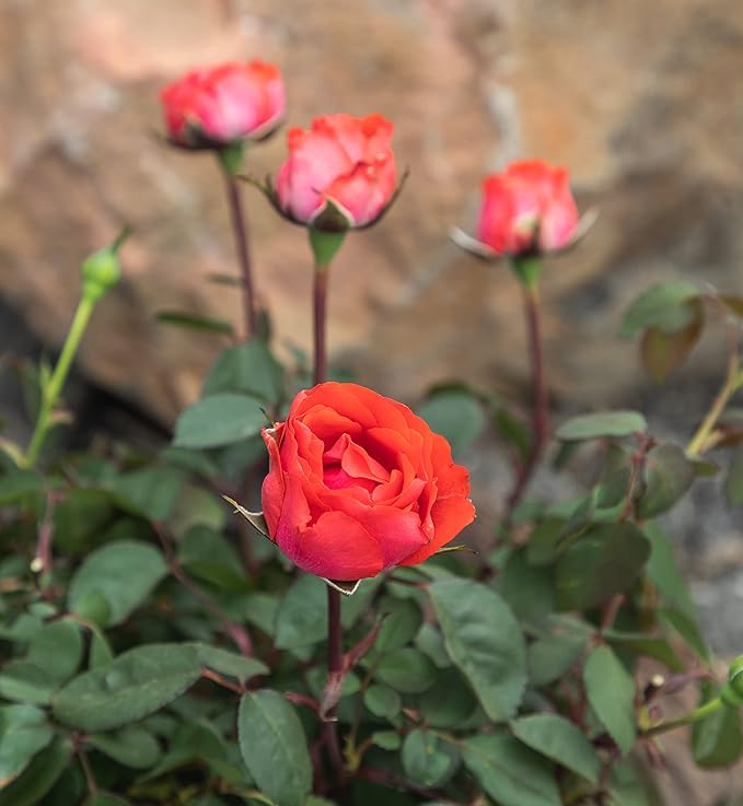 Fresh Roses for Delivery Prime, Orange Roses, Live Rose Bush Plants in Plant Pots, Plant Lover Gifts, Fresh Flowers for Delivery Prime, Potted Rose Plant Live Plants, Outdoor Plants by Plants for Pets