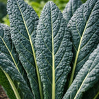 Black Tuscan Lacinato Kale Seeds – Dark Blue-Green Leaves with Upright Growth for Home Gardens, Raised Beds & Containers
