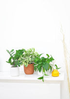 ZZ Plant (6" Grower Pot) - Low Light and Healthy Houseplant - Easy to Care Indoor Houseplant - Live Healthy Houseplant for Home Office Decoration