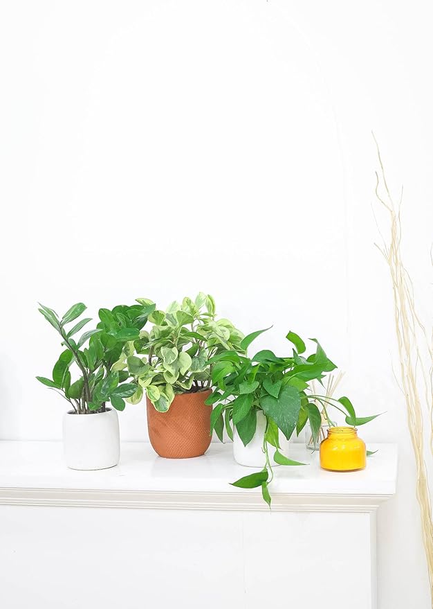 ZZ Plant (6" Grower Pot) - Low Light and Healthy Houseplant - Easy to Care Indoor Houseplant - Live Healthy Houseplant for Home Office Decoration