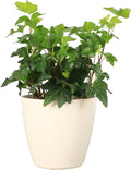 Thorsen's Greenhouse Live Green English Ivy Plant, Hedera Helix, Natural Air Purifier, Easy to Grow, Live Indoor Houseplant, 4" Diameter Pot (Natural)