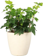 Thorsen's Greenhouse Live Green English Ivy Plant, Hedera Helix, Natural Air Purifier, Easy to Grow, Live Indoor Houseplant, 4" Diameter Pot (Natural)