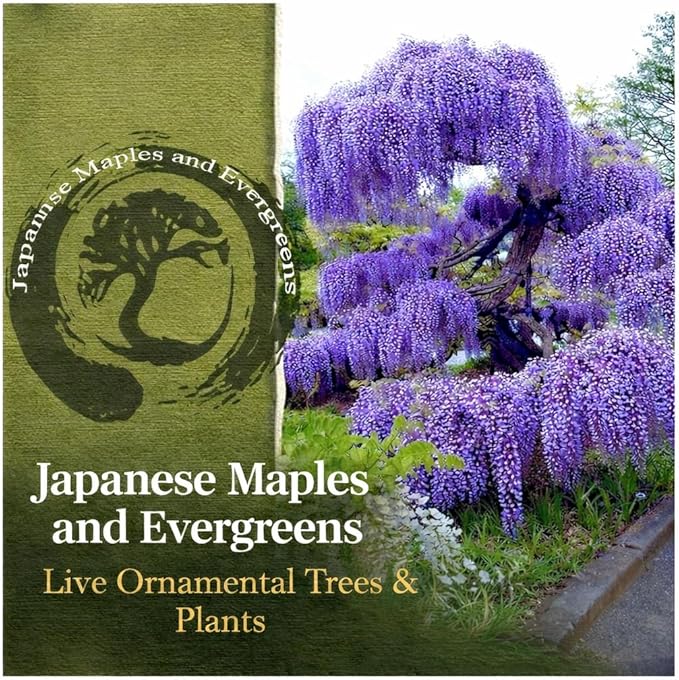 Blue Moon Wisteria Vine - Massive Foot Long Fragrant Flowers - Attract Hummingbirds - 2 - Year Plant by - Japanese Maples and Evergreens
