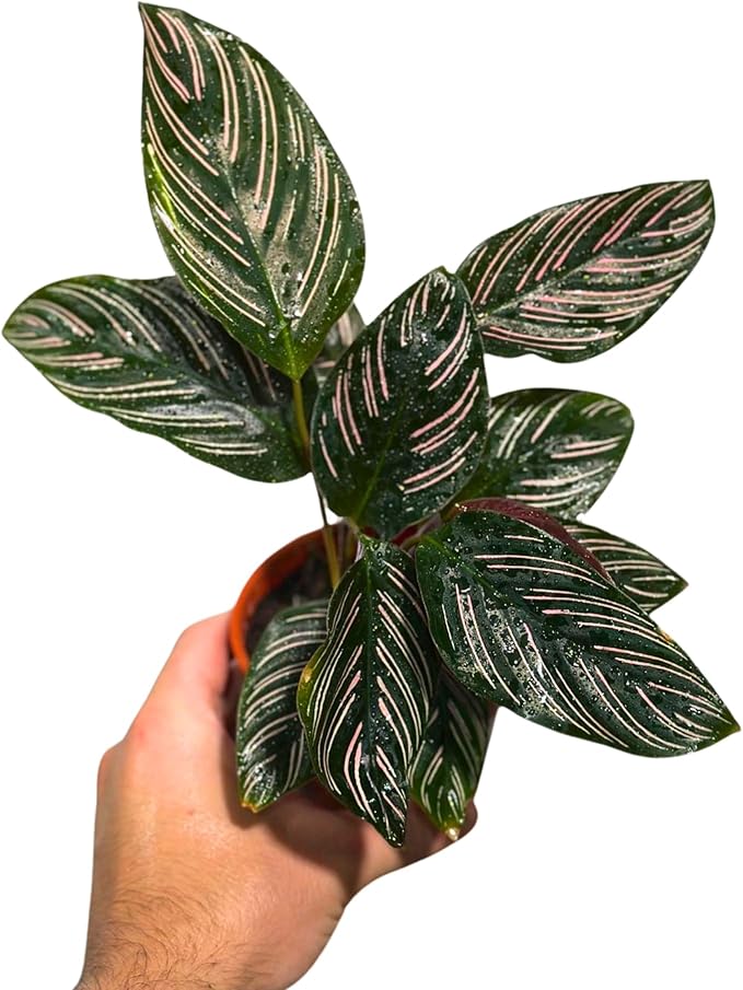 PLANTVERS Live Calathea Plant – Easy Care & Low Maintenance Tropical Houseplant – Air Purifying Indoor Plant for Low Light & Home Décor (Calathea Ornata Pinstripe 4" Grow Pot, 4" Grow Pot)