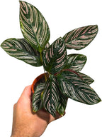 PLANTVERS Live Calathea Plant – Easy Care & Low Maintenance Tropical Houseplant – Air Purifying Indoor Plant for Low Light & Home Décor (Calathea Ornata Pinstripe 4" Grow Pot, 4" Grow Pot)