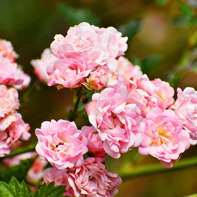 Climbing Rose Seeds for Planting, 608+pcs Perennial Rose Rosa Flower Seeds Plants, Non-GMO Heirloom Rare Attracts Pollinators Blooms Flowers Plants for Home Garden Outdoors Indoors