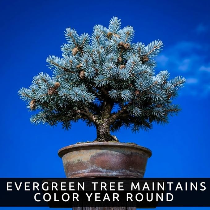 Blue Spruce Seeds for Bonsai (30 Pack) – Grow Colorado Blue Spruce Miniature Evergreen Tree – Picea pungens glauca - Peaceful Bonsai Hobby or Gift