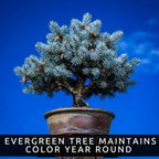 Blue Spruce Seeds for Bonsai (30 Pack) – Grow Colorado Blue Spruce Miniature Evergreen Tree – Picea pungens glauca - Peaceful Bonsai Hobby or Gift