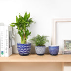 Selamica Ceramic Succulent Pots, 3.5 Inch Small Plant Pots for Indoor Plants Cactus Herbs, Succulent Planters with Drainage Holes & Saucers, Home Decor, Set of 6, Vintage Blue