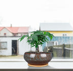 8 Inch Ceramic Bonsai Planter Pot, Glazed Shallow Succulent Planter with Drainage Hole and Bamboo Saucer for Indoor Plants, Green