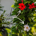 Live Mandevilla Flowering Plant - Trellis - Mixed Red Giant and White Giant - Tropical Plants of Florida - Overall Height 36" (Plant Only)