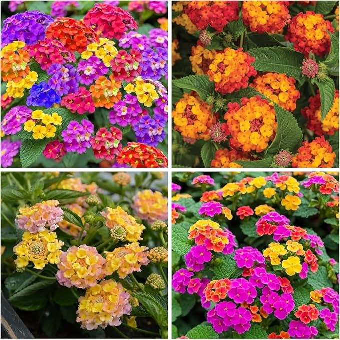2 Random Lantana Plants Live Trees, Ready to Bloom, Hardy Long Blooming Seasons, Vibrant Colorful Perennial Fragrant, 5-10" in Tall, Full Sun Growing