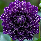 500+ Perennial Dahlia Flower Seeds Exotic Multi-Color Beautiful Dahlia Seeds for Planting Non-GMO Flowers Seeds Garden Outdoor