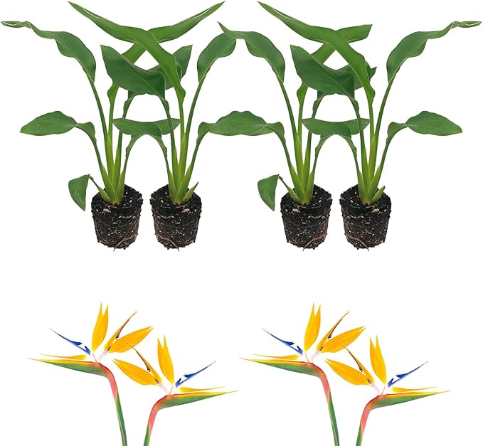 Live Orange Birds of Paradise Plant - ‘Orange Birds of Paradise’ Strelitzia Reginae - ragnaroc Tropical Plant 6-10” Tall - 4ct - Live Arrival Guaranteed - House Plants for Home Decor & Gift