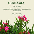 Calypso Pink Oleander Bush - Live Flower Plants - Tropical Plants of Florida - 26" to 30" Overall Height (Plant Only)