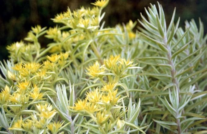 Creme n' Green Needle Sedum lineare VAR. - 2.5" Pot - Fairy Garden/House Plant