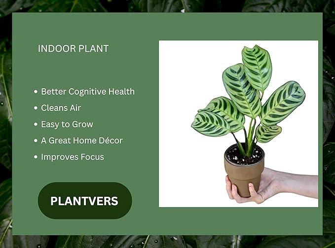 PLANTVERS Live Calathea Plant – Low-Maintenance Indoor Houseplant | Low-Light & Easy-Care Pet-Friendly Plant | Air-Purifying Tropical Houseplant (Calathea Burle Marx, 4" Nursery Pot)
