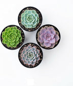 Succulent Plant Pack, Low-Maintenance, Air-Purifying, 2-8 Pack Options | Divine Roots (8, Nursery)