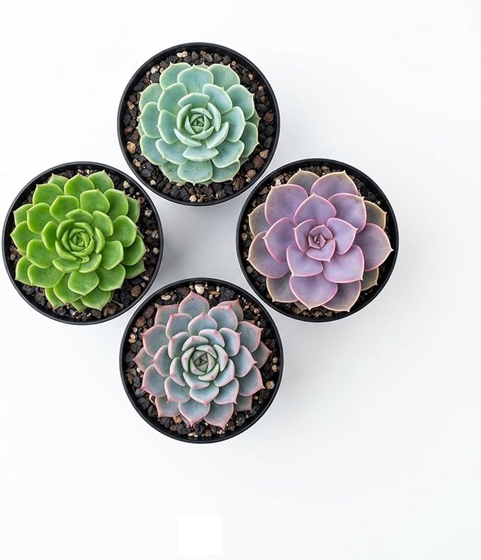 Succulent Plant Pack, Low-Maintenance, Air-Purifying, 2-8 Pack Options | Divine Roots (6, Nursery)