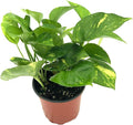 Live Pothos Plant - Epipremnum aureus Golden Pothos Plant - ragnaroc Tropical Plant 5-8” Tall - 1ct Live Arrival Guaranteed - Low Maintenance House Plants for Home Decor & Gift