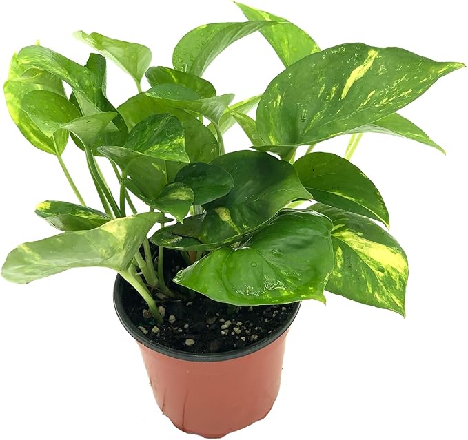 Live Pothos Plant - Epipremnum aureus Golden Pothos Plant - ragnaroc Tropical Plant 5-8” Tall - 1ct Live Arrival Guaranteed - Low Maintenance House Plants for Home Decor & Gift