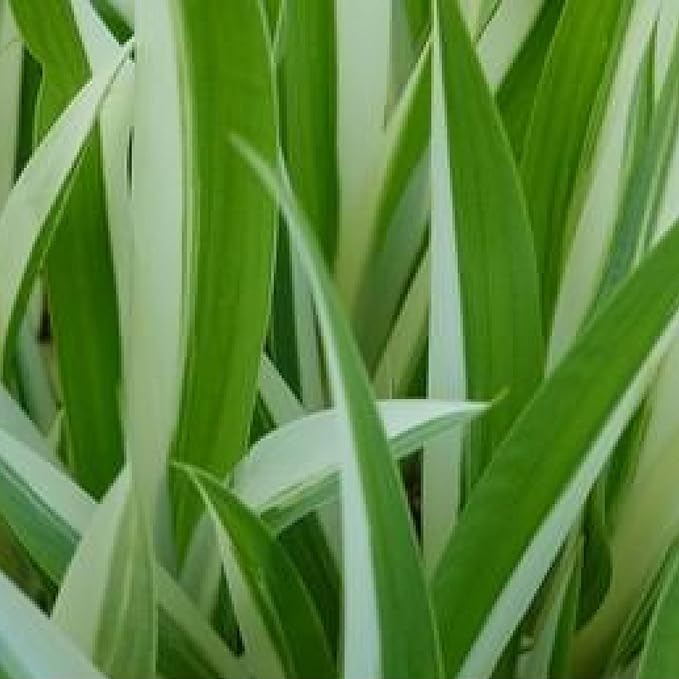 Chalily Variegated Sweet Flag, a Great Live Pond Plant for Your Water Garden. Filters koi and Goldfish Ponds. Good for Bogs, Plant Shelf or Shallow Water This marginal Aquatic is a Real Beauty