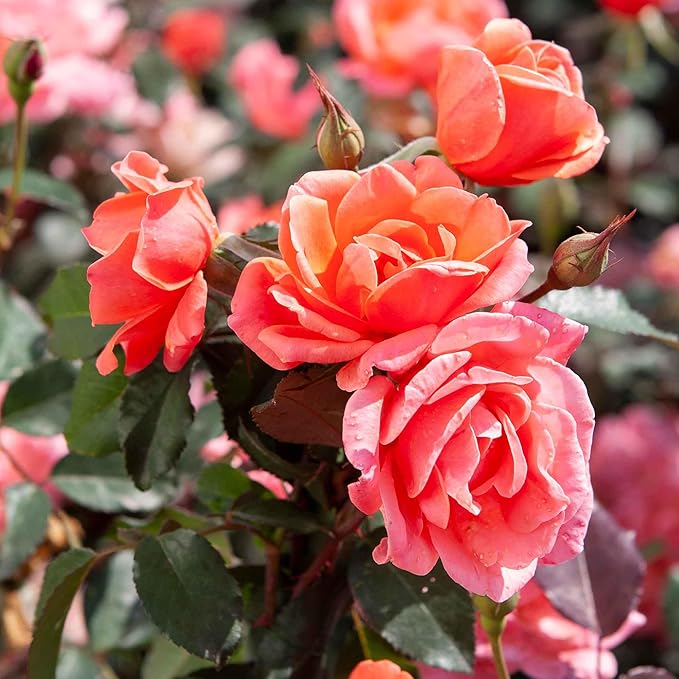 Perfect Plants Coral Knock Out Rose Bush in 1 Gallon Grower's Pot | Easy to Grow | Live Flowering Bush with Coral Pink Blooms | Great for Outdoor Garden Landscape Planting in Zones 5-11 | Full Sun