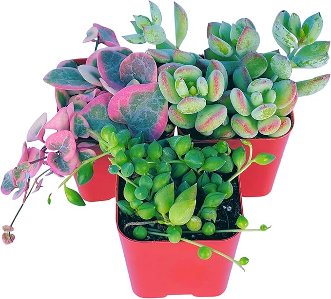 Succulents Plants Live (3-Pack) 2" Hanging Plants Starter Pack, Live Succulent Plants Fully Rooted in Planter Pots with Succulent Soil Mix by The Succulent Cult (3 Pack)