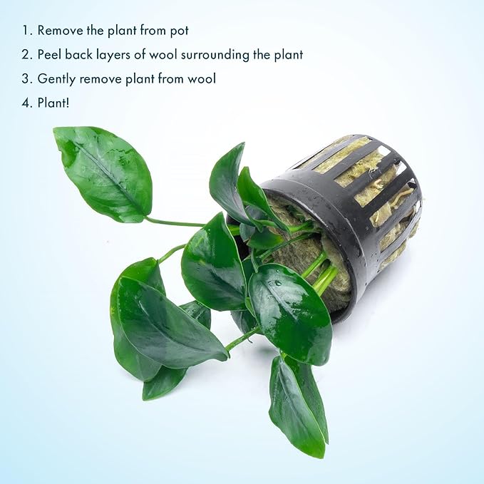 SubstrateSource Anubias Live Aquarium Plants - Potted Freshwater Plant for Fish Tanks, Terrariums - Beginner Friendly Low Light (Nana, 1 Pot)