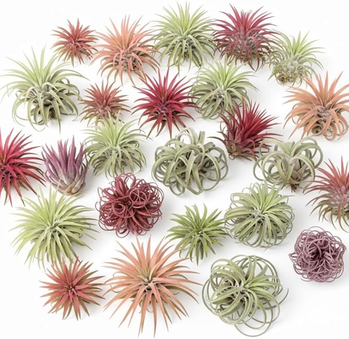 Tillandsia Air Plants, Pack 12 Live Indoor Air Plants, Low Light Tillandsia Houseplants for Terrariums and Decorative Displays