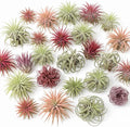 Tillandsia Air Plants, Pack 12 Live Indoor Air Plants, Low Light Tillandsia Houseplants for Terrariums and Decorative Displays