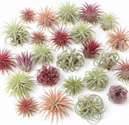 Tillandsia Air Plants, Pack 12 Live Indoor Air Plants, Low Light Tillandsia Houseplants for Terrariums and Decorative Displays